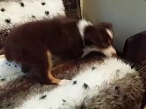 Adorable Female Mini Australian Shepard