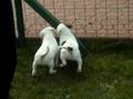 videos de Carbonarastaff Leia Organa
