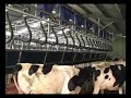 Rapid Release Dairy Milking Cows