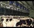 Rapid Release Dairy Milking Cows
