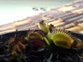 Armadilha de planta carnívora
