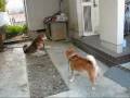 私の愛する犬と街。
