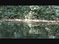 Angry Otter Chases Stupid Kayaker