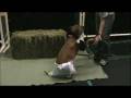 videos de The Wizard of Paws 1 of 3