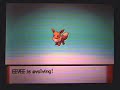 Pokemon Diamond & Pearl - Eevee\ Pokemon Diamond & Pearl - Eevee\