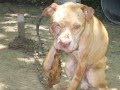 End Animal Abuse.