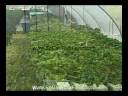 Hydroponic System Hydroponic System
