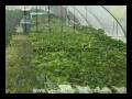 videos de Hydroponic System