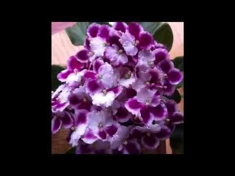 how to fertilize african violets