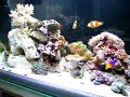 Nano reef montado em 20/09/08. 