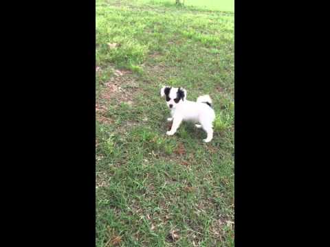 AKC white and black Papillon female