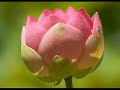 Sri Aurobindo -- A Homage Sri Aurobindo -- A Homage