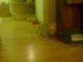 videos de Blondie woke up after beeing at the veterinary!
