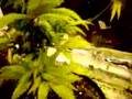 10 blue berrys and purple straine mini grow operation