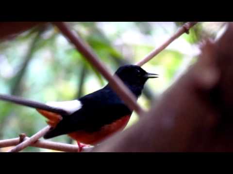 นกกางเขนดง - เสียงนกกางเขนดงร้องในป่า เส้นทางไปภูพญาพ่อ จ.แพร่ (เขตอุทยานเเห่งชาติลำน้ำน่าน)