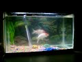 japan fish