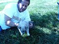 Chihuahua Puppies!! sophie and thelma boys, 8 24 09