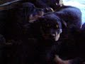 Rottweiler Babys Teil 4