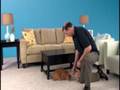 Temptations Cat Training Videos 1