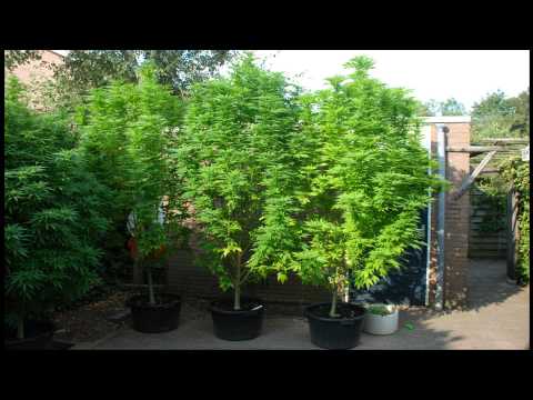 how to harvest outdoor cannabis plants