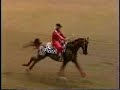 Reining Arabian Reining Arabian