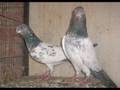 Sialkoti Pigeons From My Gallery