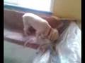 videos de Dog Burying bone...FAIL