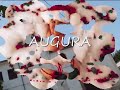 Auguri di Natale Auguri di Natale