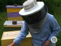 neighbors buzzing about backyard beehives