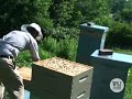 Neighbors Buzzing about Backyard Beehives