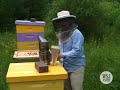 neighbors buzzing about backyard beehives