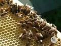 Neighbors Buzzing about Backyard Beehives