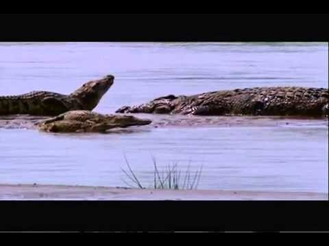 nile crocodile