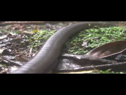 download biggest worm download biggest worm