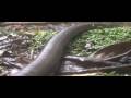 Giant Earthworm
