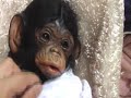 ???? ?? ???? ?????? OOAK clay chimp monkey baby sculpt.
