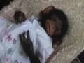 樹脂粘土 人形 赤ちゃん チンパンジー OOAK clay chimp monkey baby sculpt.