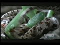 Mantis vs Snake