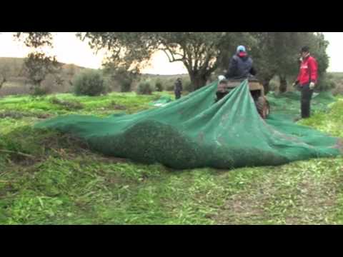 how to harvest olives by hand