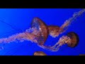 Watch 'Monterey Bay Aquarium    '