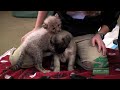Tommy T meets his new puppy friend for the first time.