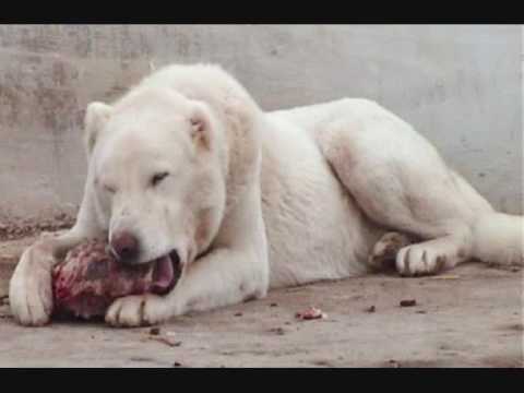Kangal