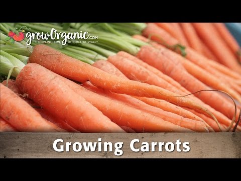how to grow carrots from other carrots