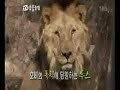 Tiger vs Lion