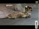 Tiger vs Lion