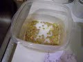 Sprouting for Birds