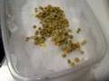 Sprouting for Birds