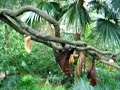 Flying Fox Bat Eating Fruit