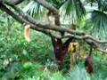 Flying Fox Bat Eating Fruit