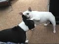 Elmira, the French Bulldog, wants Abraham's Lunch